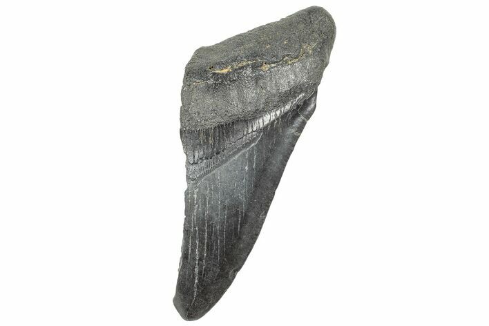 Partial, Fossil Megalodon Tooth - South Carolina #327720